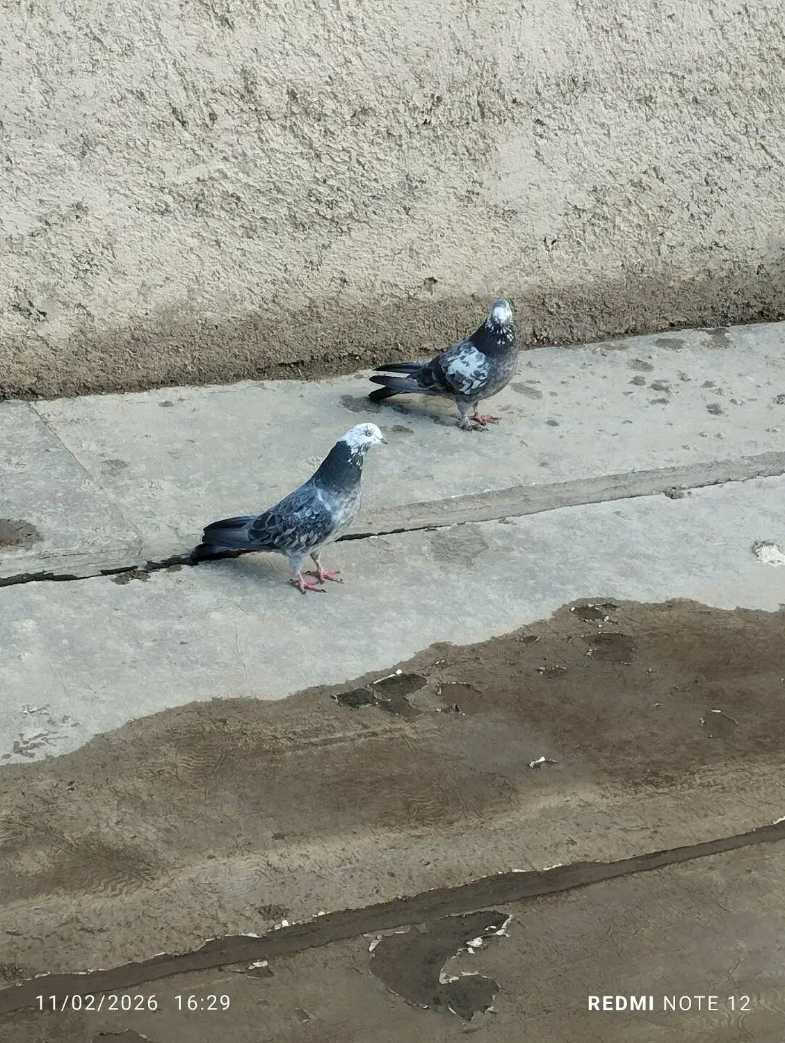 کبوتر پرشی|پرنده|صائین قلعه, |دیوار