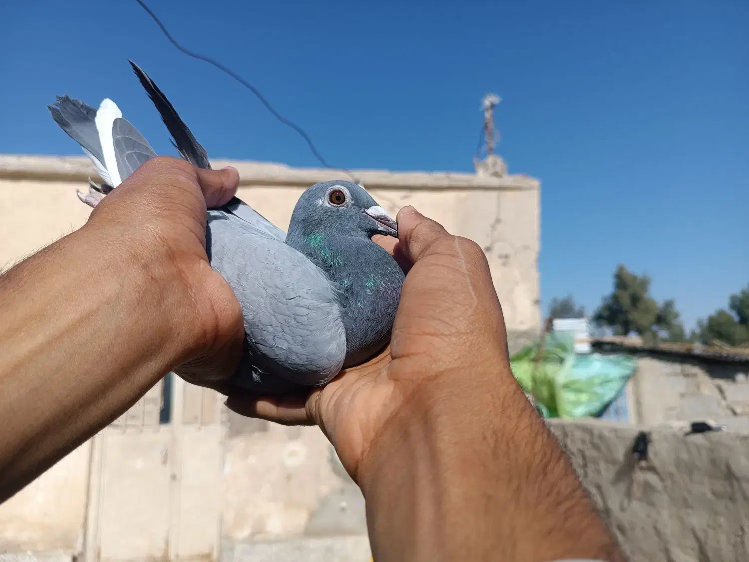 کفتر مجسمه|مجسمه، تندیس، ماکت|هامون, |دیوار