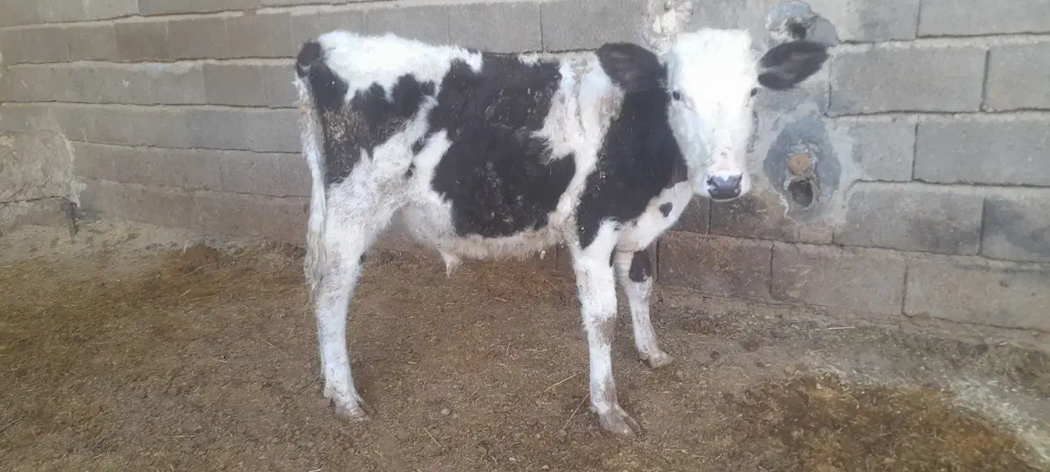 گاو یا گوسالیه نر سمینتال ۸ ماه|حیوانات مزرعه|شادگان, |دیوار