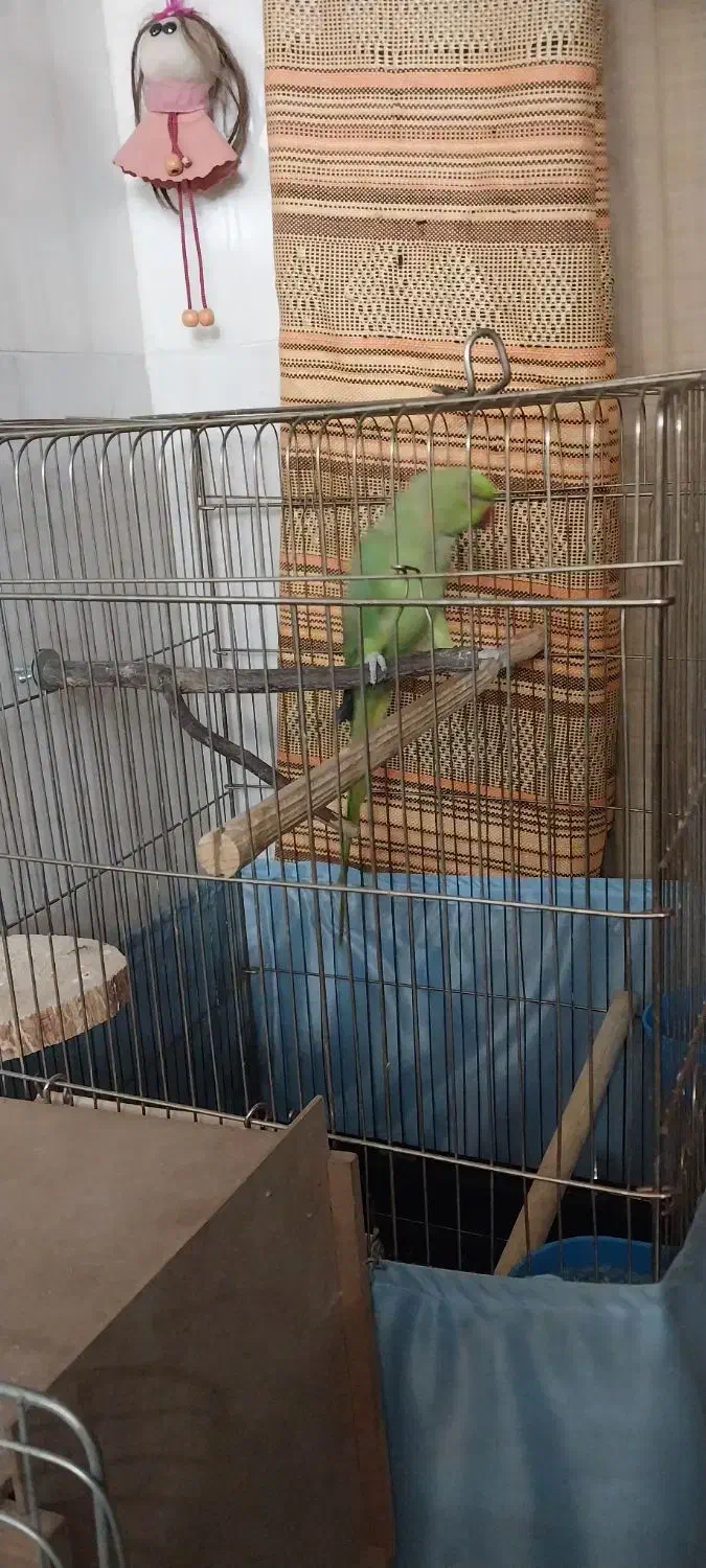 طوطی ملنگو ۲/۵ساله ماده بسیار سالم وخونگرم|پرنده|ری, ملک‌آباد|دیوار