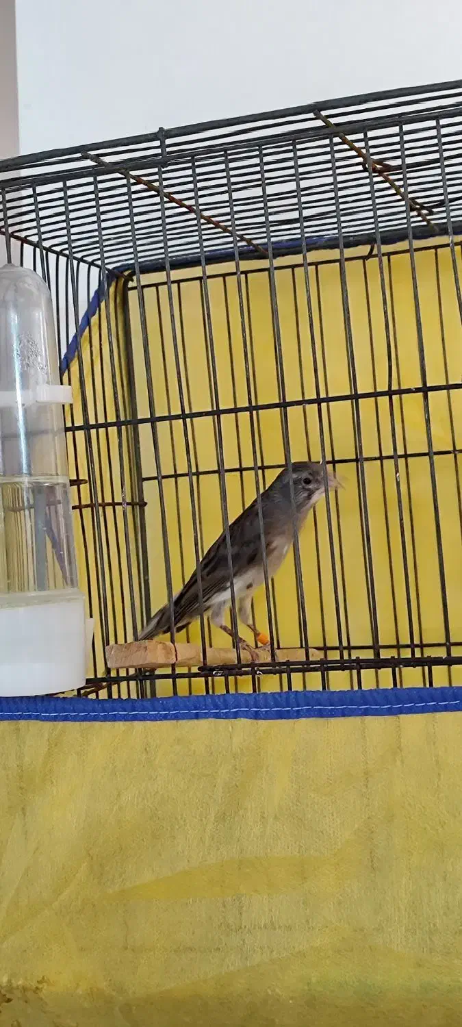 قناری نر مست مست|پرنده|بروجرد, |دیوار