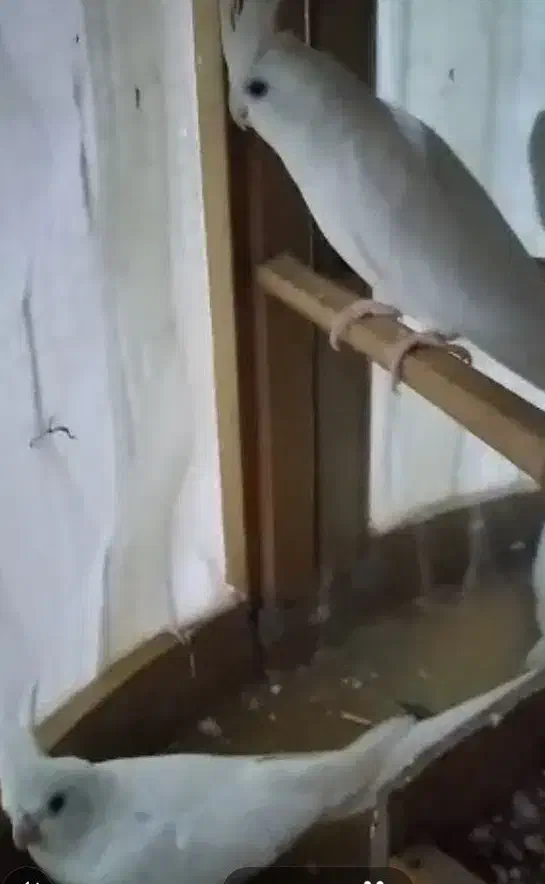 عروس هلندی سفید آلبینو|پرنده|قائم‌شهر, |دیوار