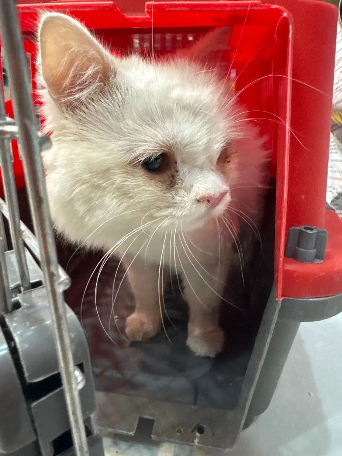 گربه پیدا شده|حیوانات|کرمان, |دیوار