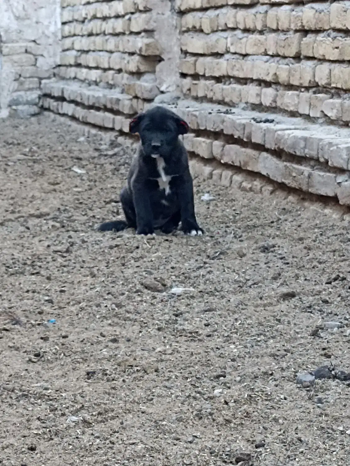 توله ماده افقان|سگ|تربت‌حیدریه, فتح المبین|دیوار