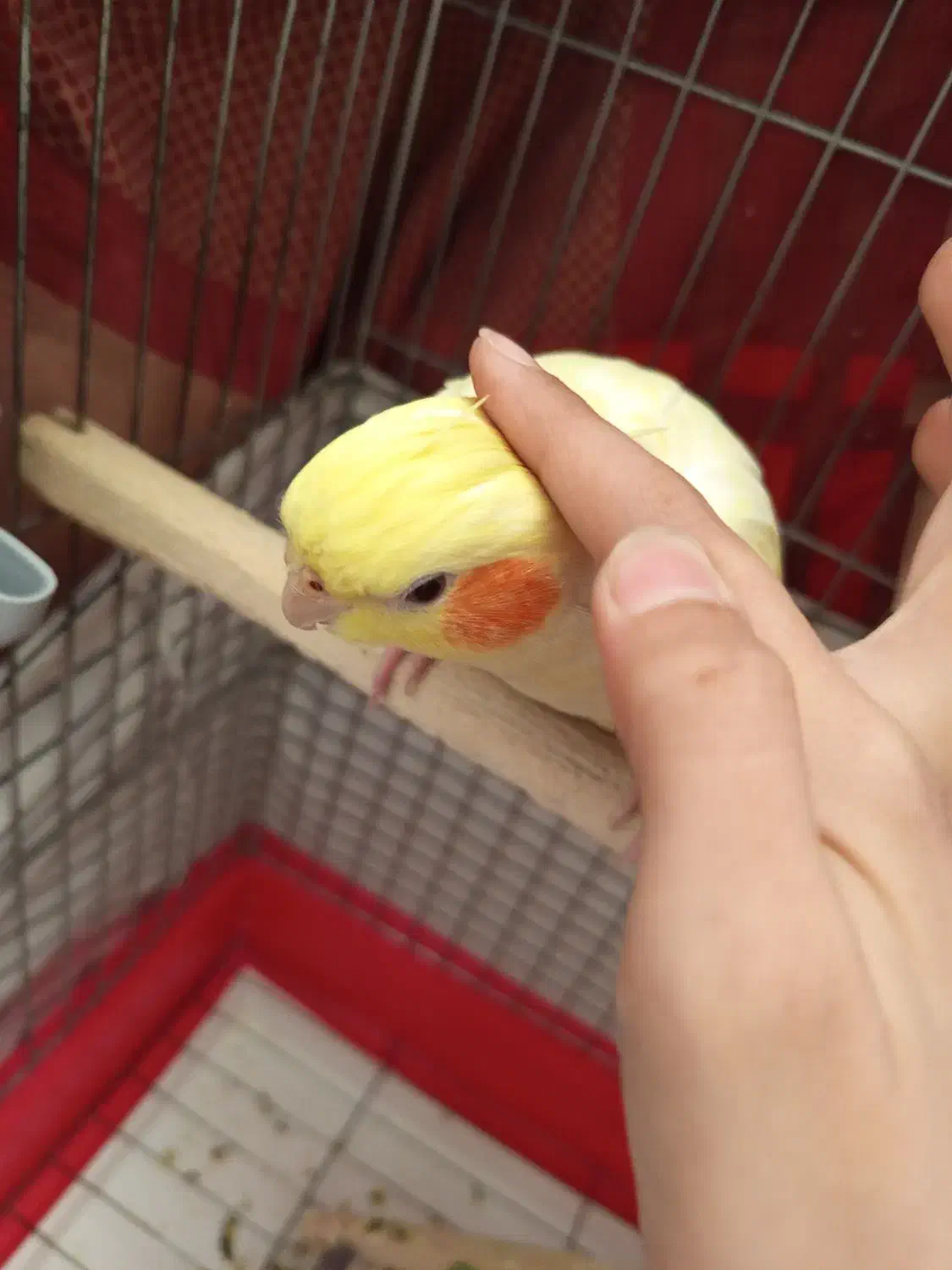 عروس هلندی ماده|پرنده|پاکدشت, پاکدشت (مامازند)|دیوار