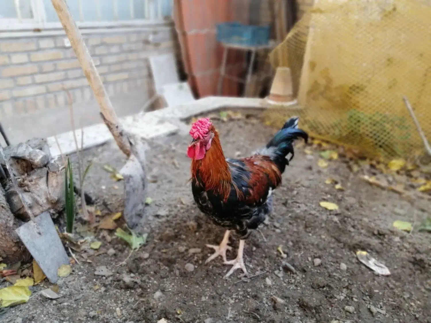 خروس چهل تاج|حیوانات مزرعه|مشهد, بلال|دیوار