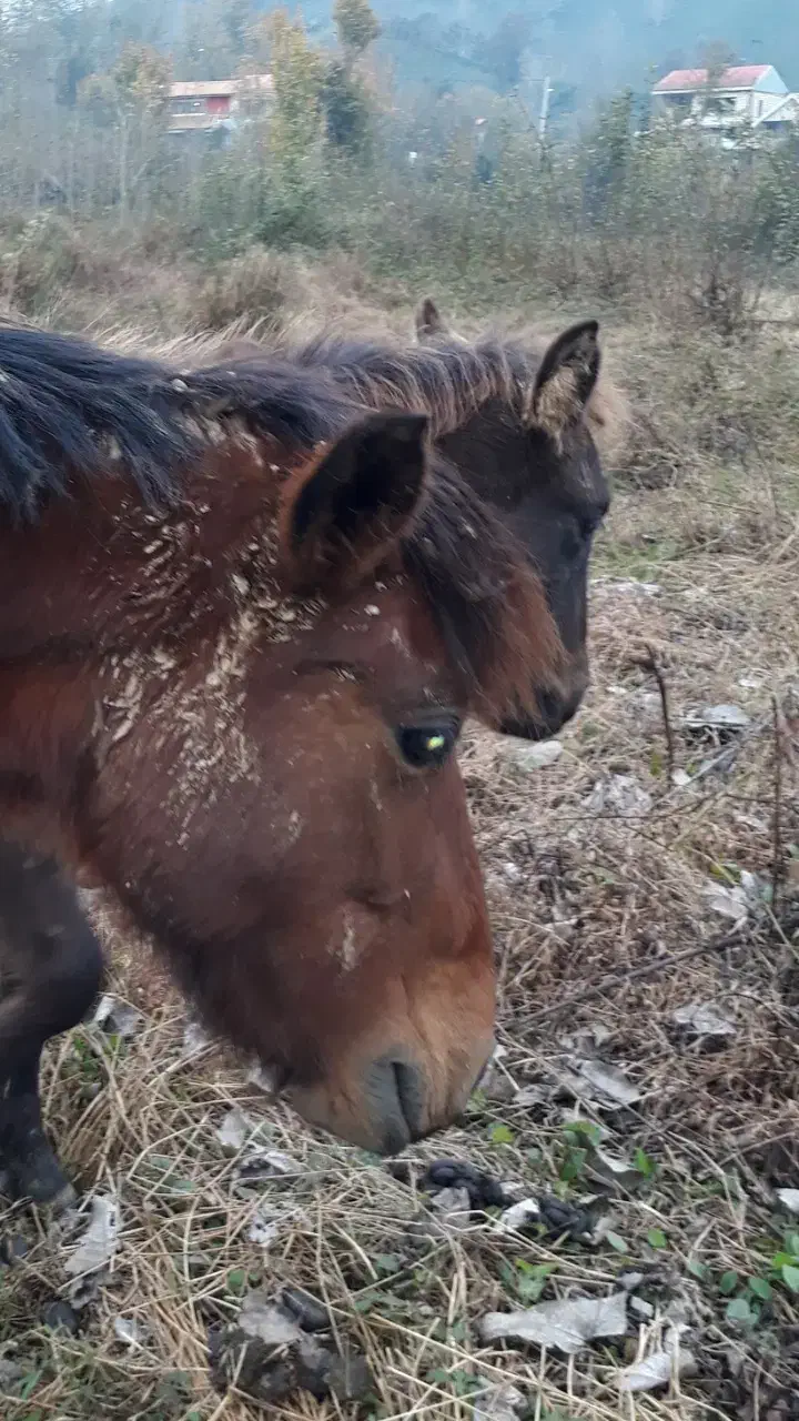 فروش|حیوانات مزرعه|لاهیجان, لیل|دیوار
