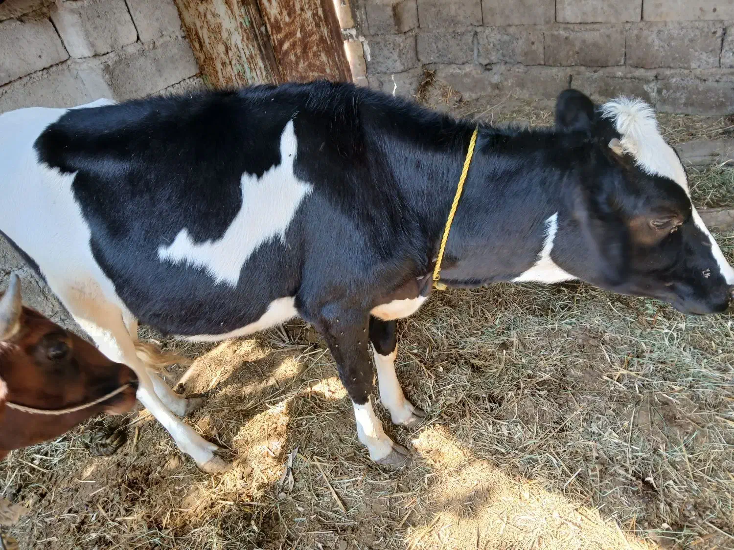 دوگاوگوساله سالم  سر حال  برای داشتی گوشتی|حیوانات مزرعه|جیرفت, |دیوار