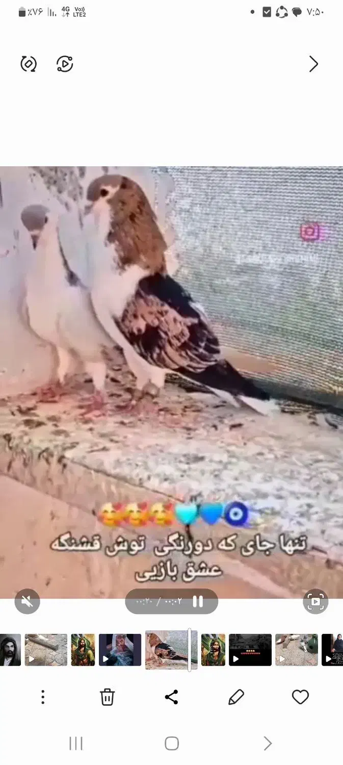 کبوتر|پرنده|خرمشهر, |دیوار