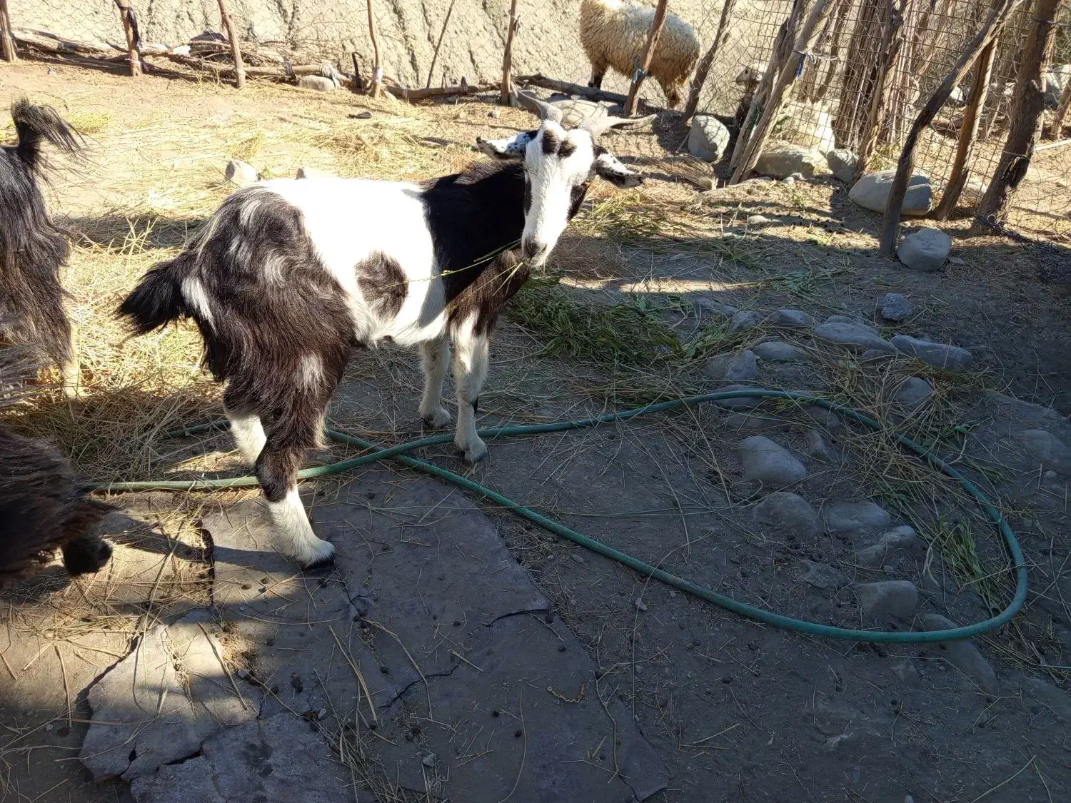 بز محلی جوان|حیوانات مزرعه|بشاگرد, |دیوار