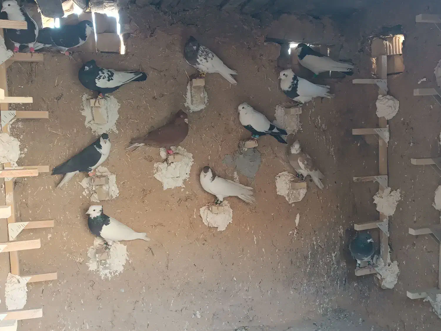 کفتر رنگی|پرنده|ششده و قره بلاغ, |دیوار