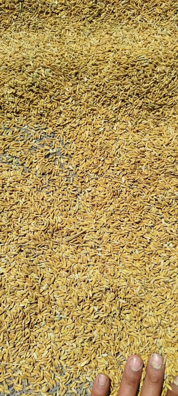 کری چلتوک لنجان عطر بو عالی  بهترین کفیت پرمغز|خوردنی و آشامیدنی|لنجان, |دیوار