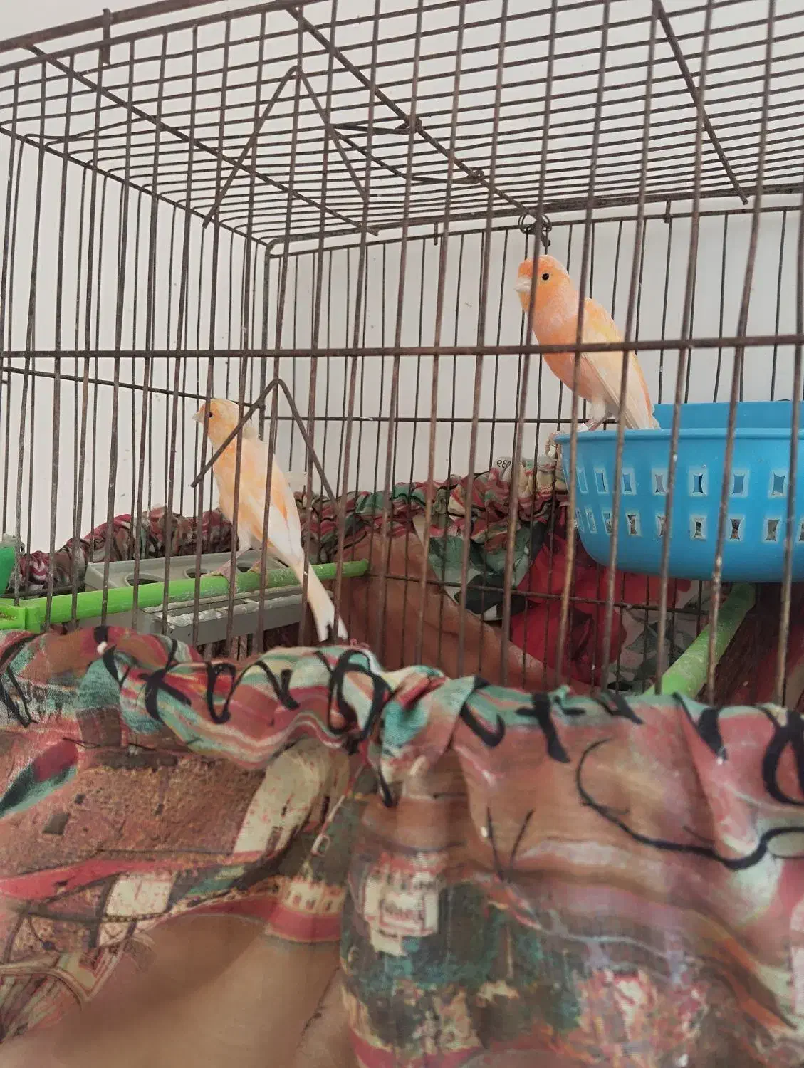 قناری|پرنده|بیرجند, |دیوار