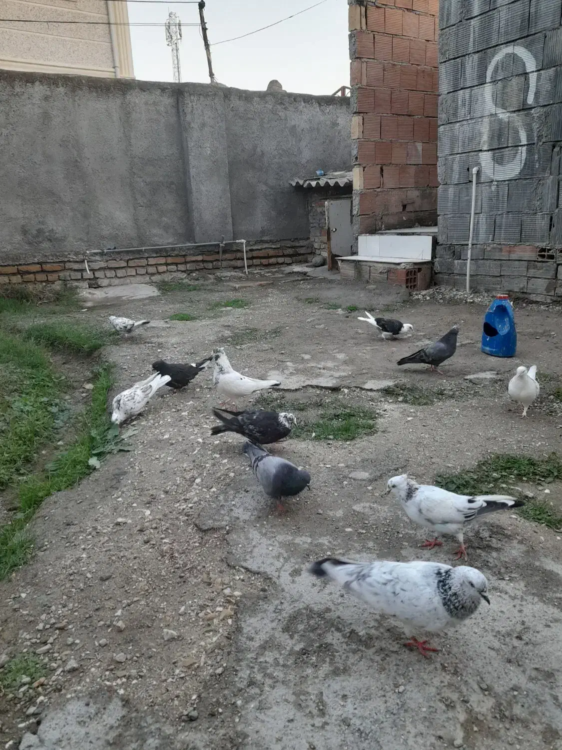 کفتر های آس|پرنده|بندر ترکمن, |دیوار