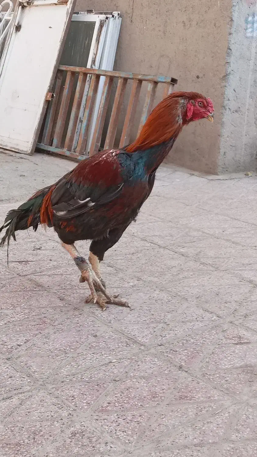 خروس همچی تموم|حیوانات مزرعه|تربت جام, میان جام|دیوار