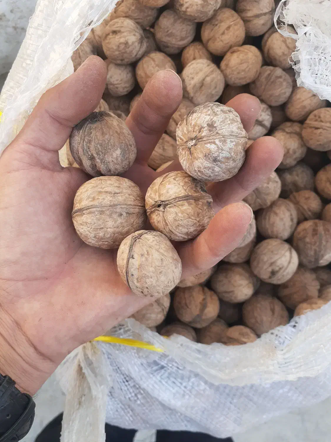 گردو پوست کاغذی امساله|خوردنی و آشامیدنی|بابل, |دیوار