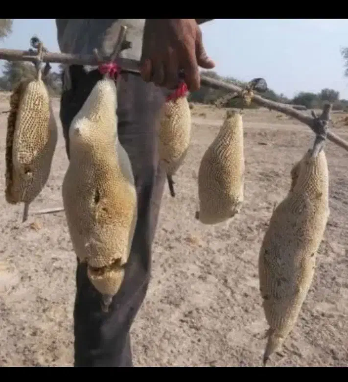 عسل وحشی جنگلی سرشاخه طبیعی درمانی|خوردنی و آشامیدنی|قم, زند آباد|دیوار