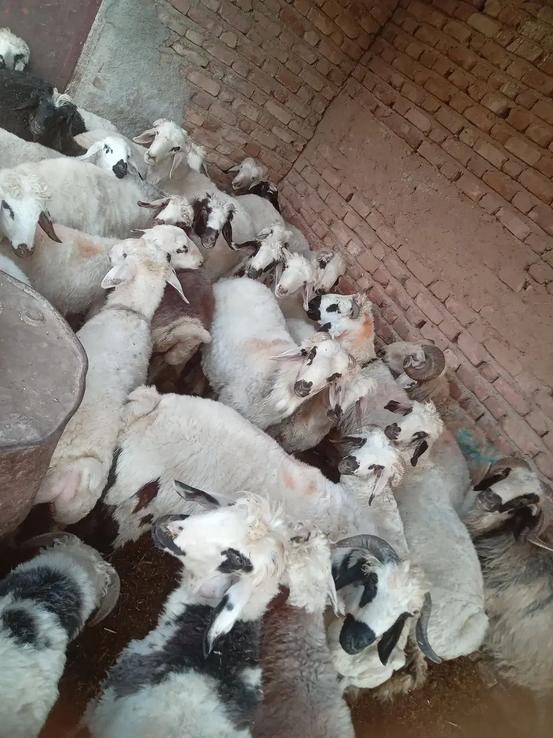 بره جفتی ۸۰|حیوانات مزرعه|سیدان, |دیوار