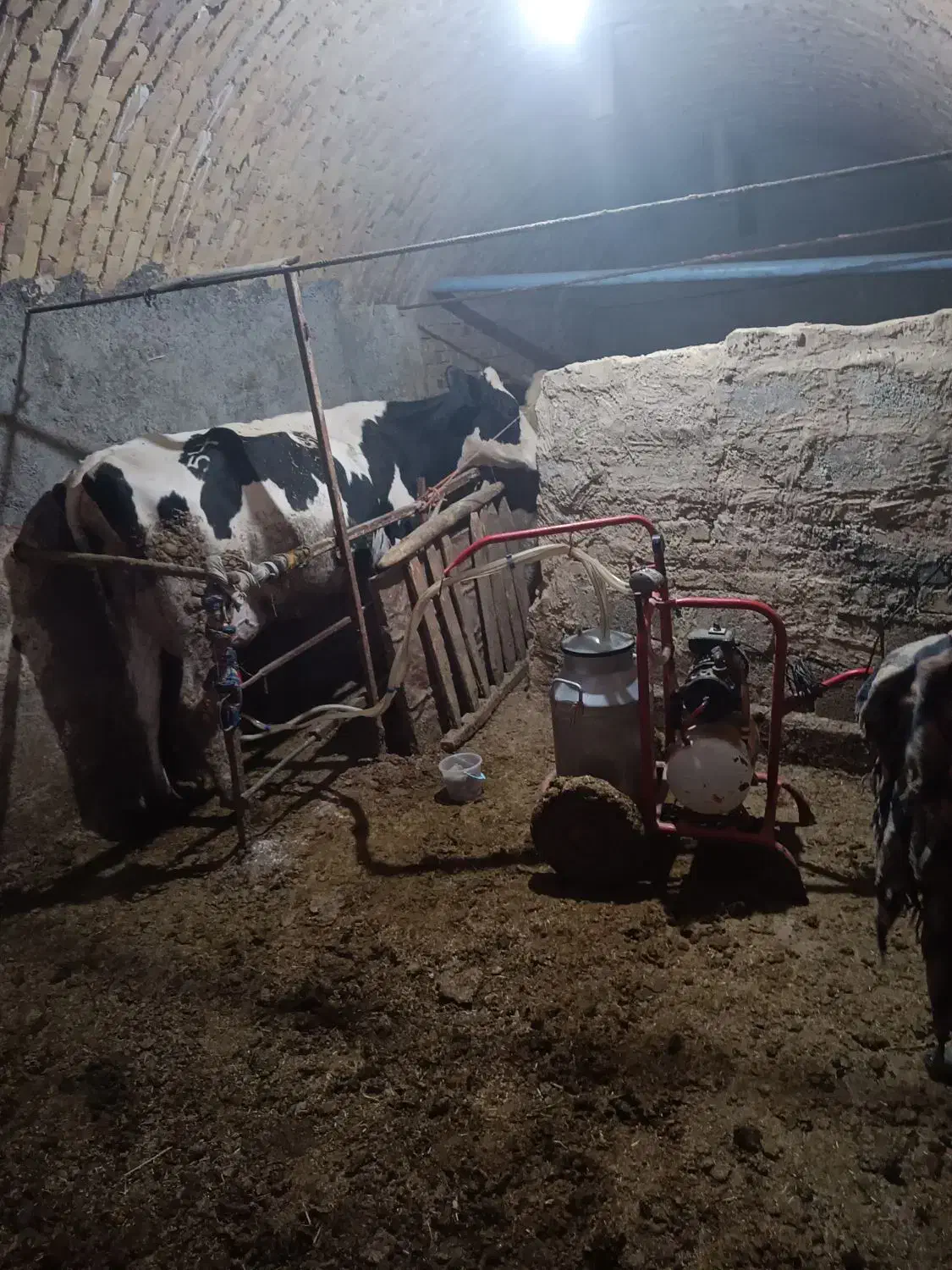 مرکزی کمیجان میلاجرد روستایی  مهدی آباد|خوردنی و آشامیدنی|میلاجرد, |دیوار