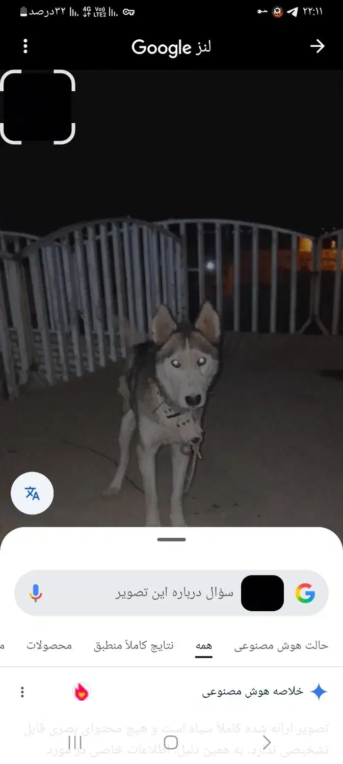 سگ هاسکی نژاد اصیل سیبری واگزاریم|سگ|مشهد, الهیه|دیوار