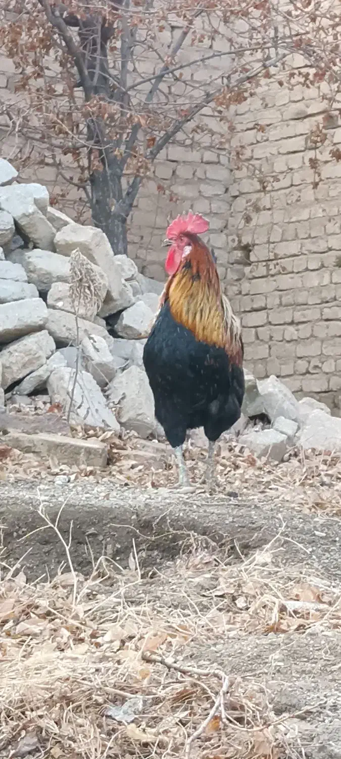 خروس اصیل|حیوانات مزرعه|سامن, |دیوار