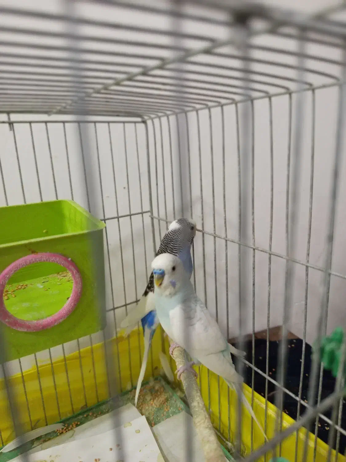 یه جفت مرغ عشق|پرنده|ساوه, |دیوار