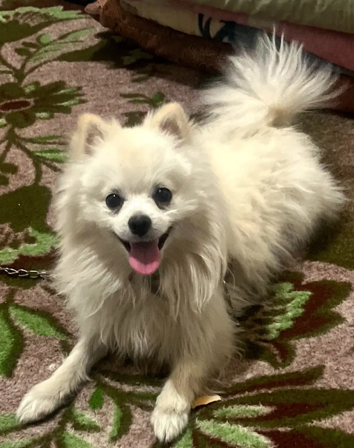 سگ پامر|سگ|یزد, |دیوار