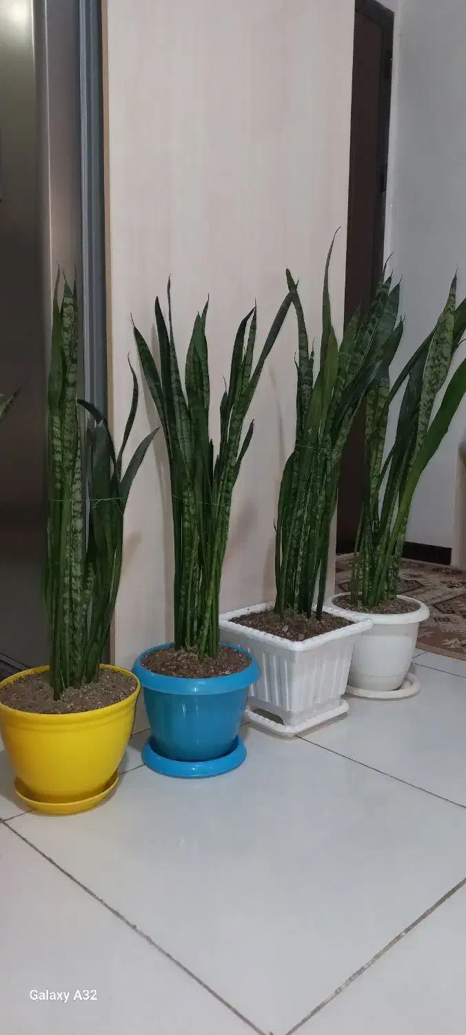 گل وگلدان آپارتمانی|گل و گیاه طبیعی|گرمدره, |دیوار