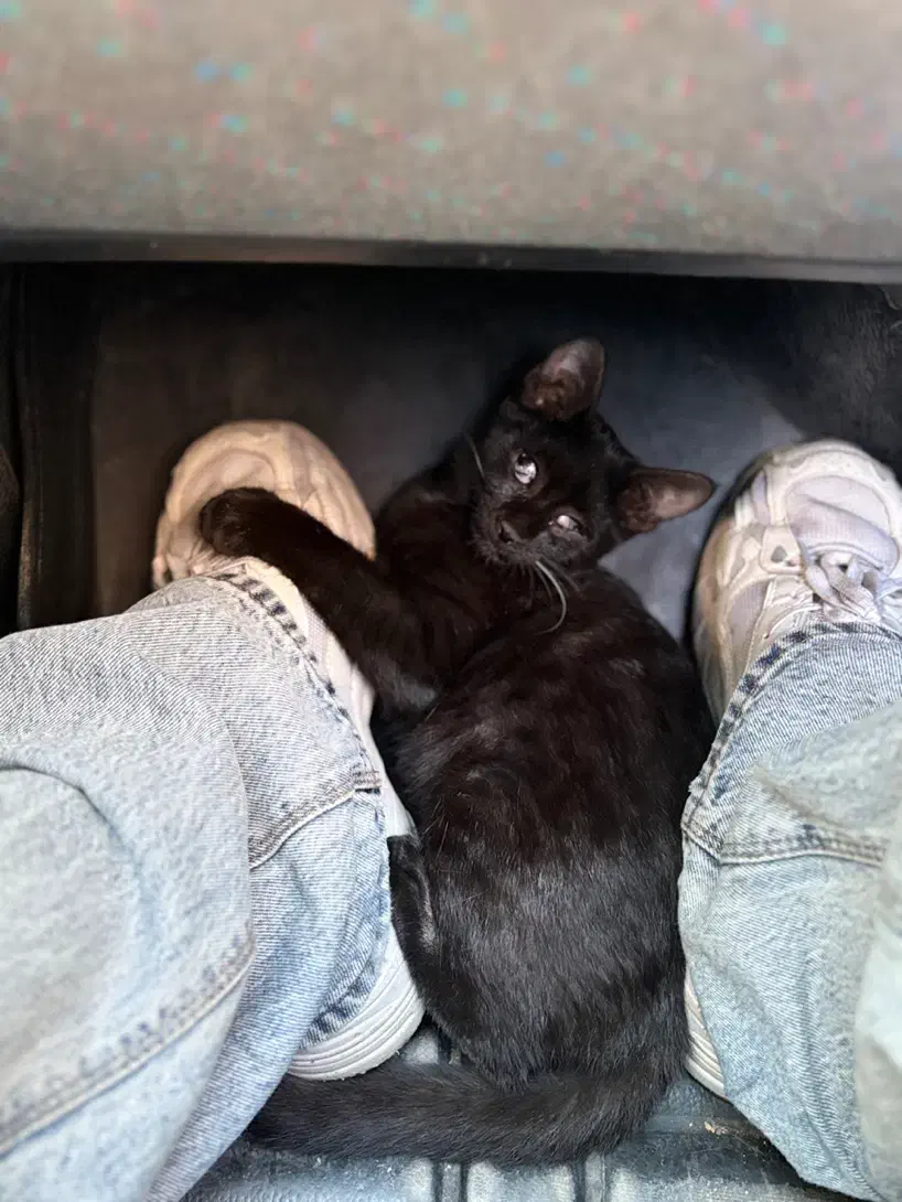 واگذاری گربه|گربه|سنندج, |دیوار