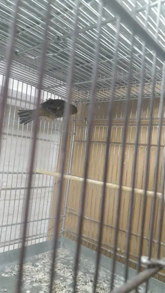 قناری و سهره|پرنده|اسلامشهر, شهرک مهدیه|دیوار