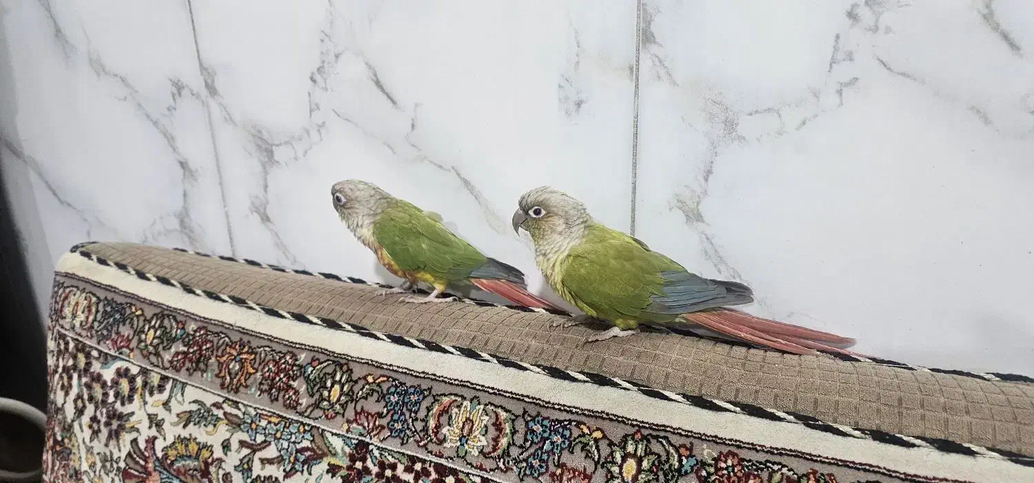 پرنده طوطی گرینچیک|پرنده|قم, علی آباد|دیوار