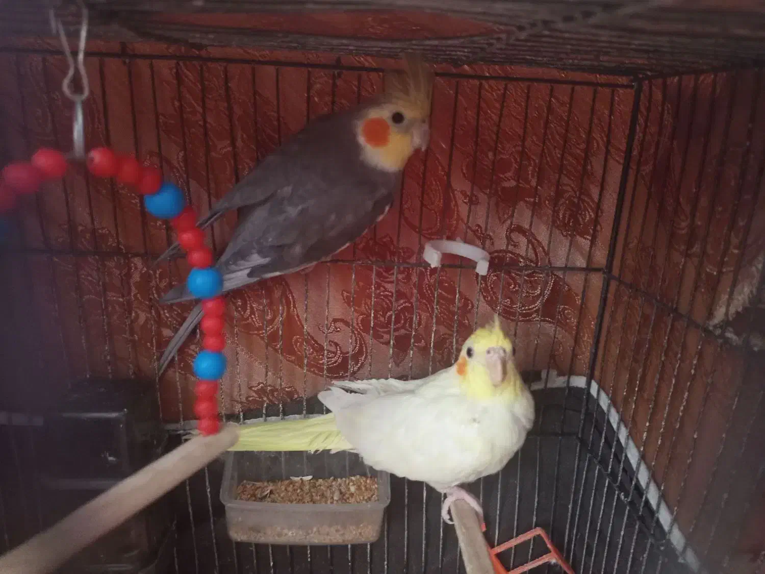 یک جفت عروس هلندی فول اهلی و سخنگو|پرنده|سهند, |دیوار