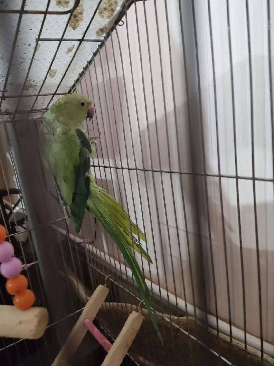 فروش پرنده|پرنده|شهرضا, |دیوار