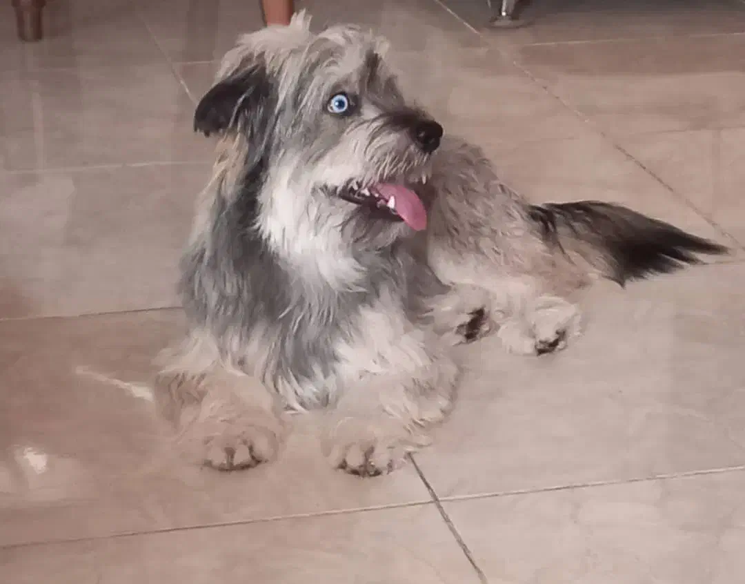 شیتزو تریر|سگ|رشت, شهرک شهید رجایی|دیوار