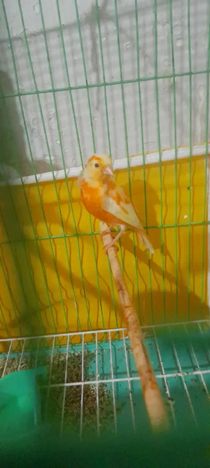 دوعدد جوجه قناری|پرنده|مرودشت, ابوذر شمالی‎|دیوار