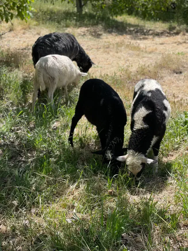 بره نر و ماده نژاد رومن فرانسه|حیوانات مزرعه|جیرفت, |دیوار