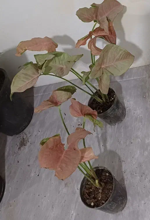 فروش انواع گل و کود های آپارتمانی|گل و گیاه طبیعی|خاش, |دیوار