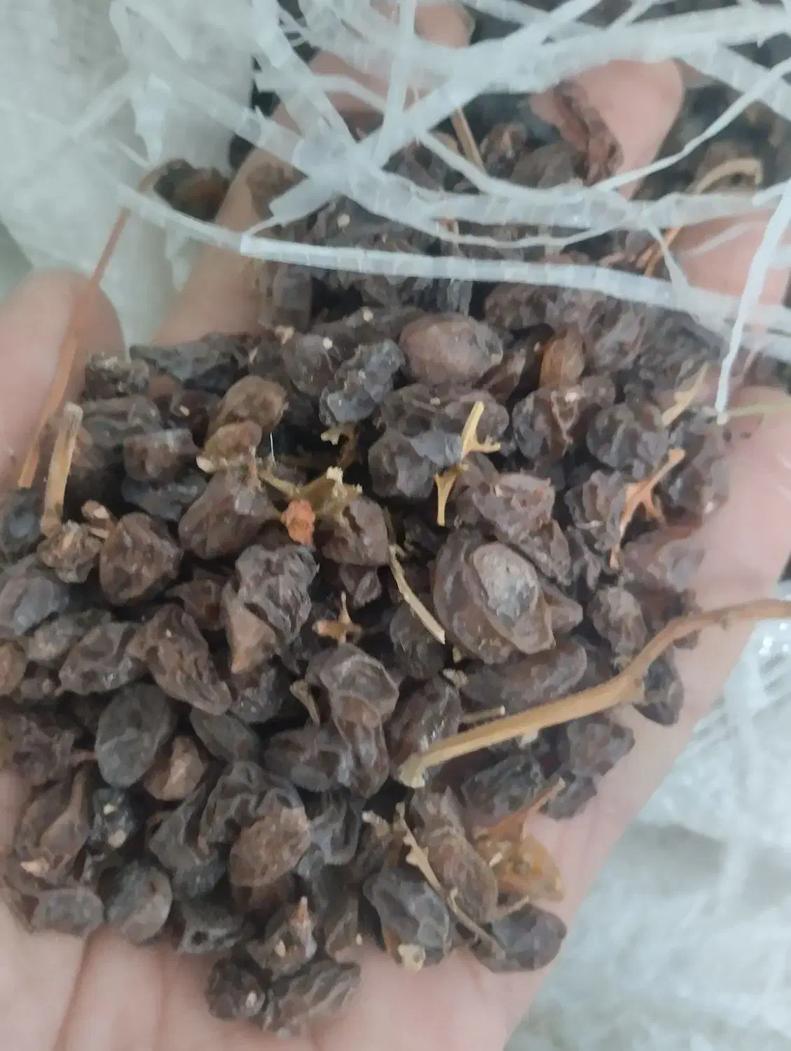 کشمش تمیز مخصوص..|خوردنی و آشامیدنی|سبزوار, ایزی شهر|دیوار