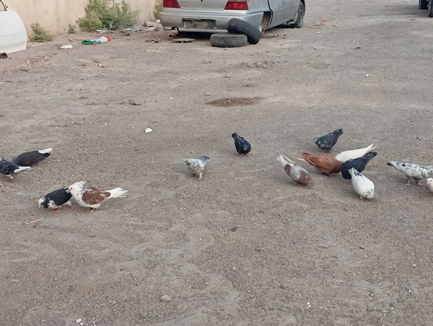 کفتر|پرنده|قم, جمکران|دیوار