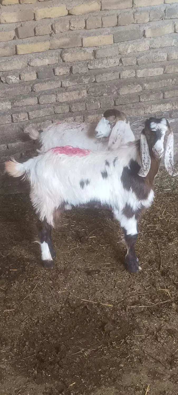 میش بز بزغاله|حیوانات مزرعه|تربت‌حیدریه, کوی شهید احمدزاده ملکی|دیوار