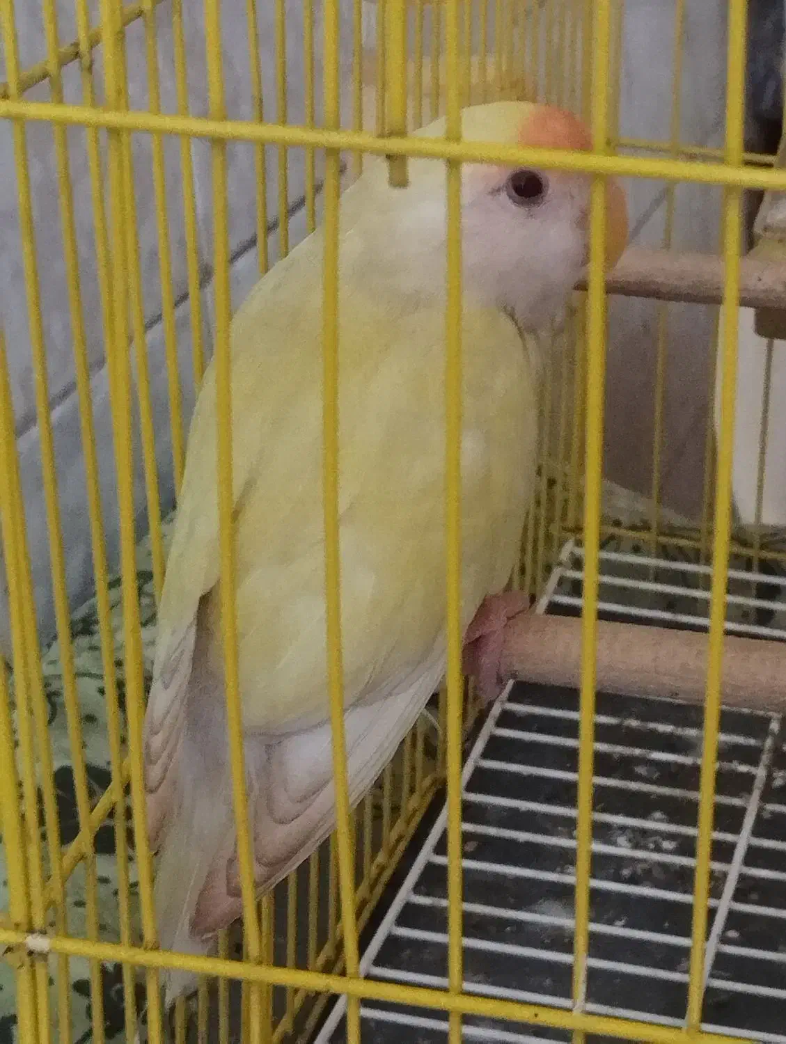 پرنده|پرنده|بندر امام خمینی, |دیوار