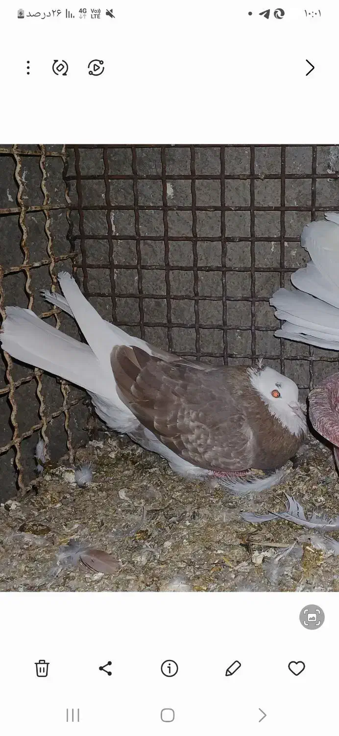 شازده وهما|حیوانات|چهاردانگه (تهران), |دیوار