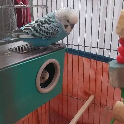 یک جفت مرغ عشق مولد|پرنده|اردبیل, |دیوار