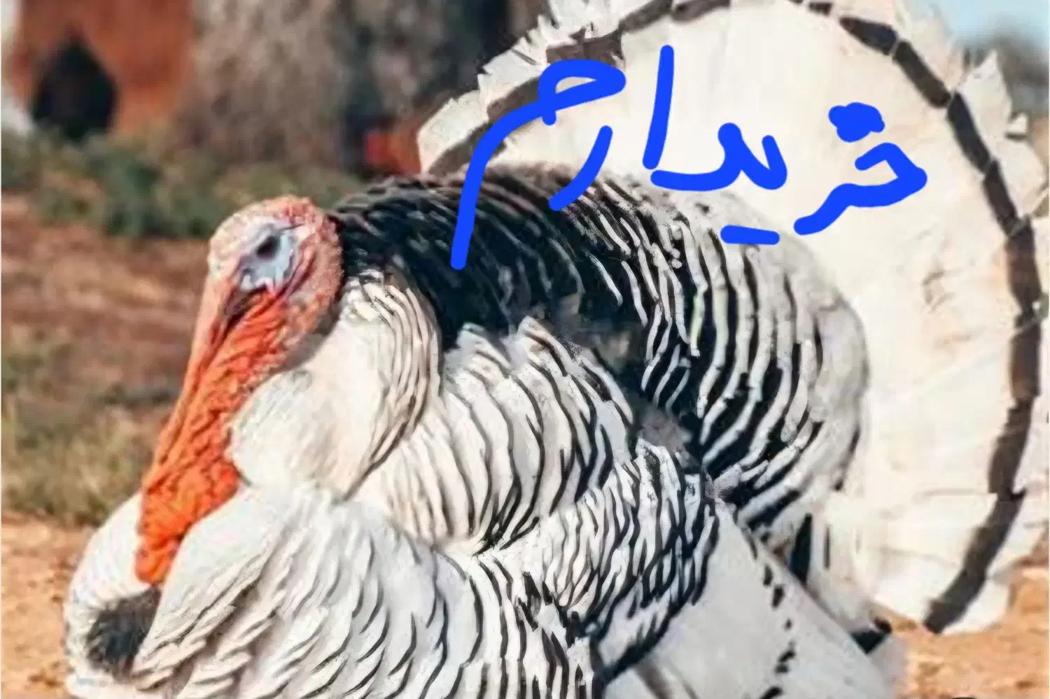 بوقلمون رویال|حیوانات مزرعه|پیر بکران, |دیوار