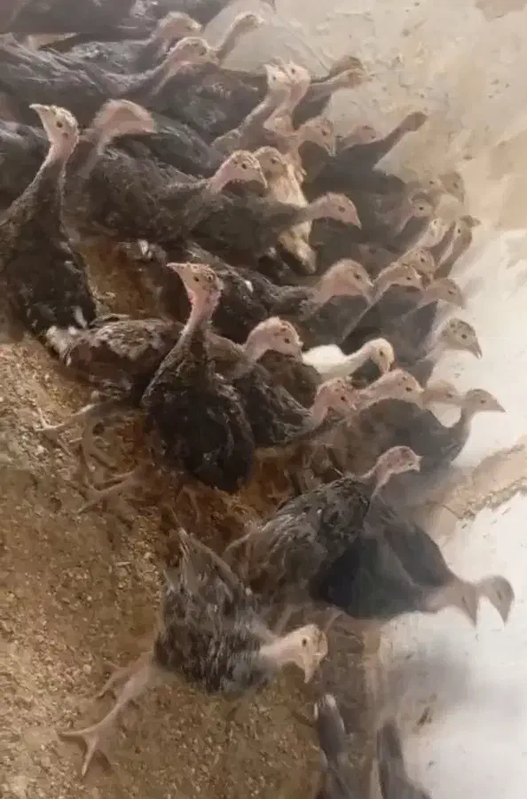 جوجه بوقلمون برنز انگلیس دوماهه|حیوانات مزرعه|تهران, نعمت‌آباد|دیوار