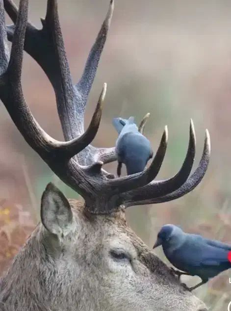 مرغ مینا|پرنده|ایلام, |دیوار