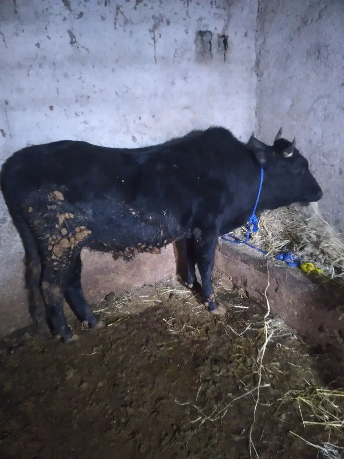 گاو نر ورزا کل|حیوانات مزرعه|رشت, بازار|دیوار