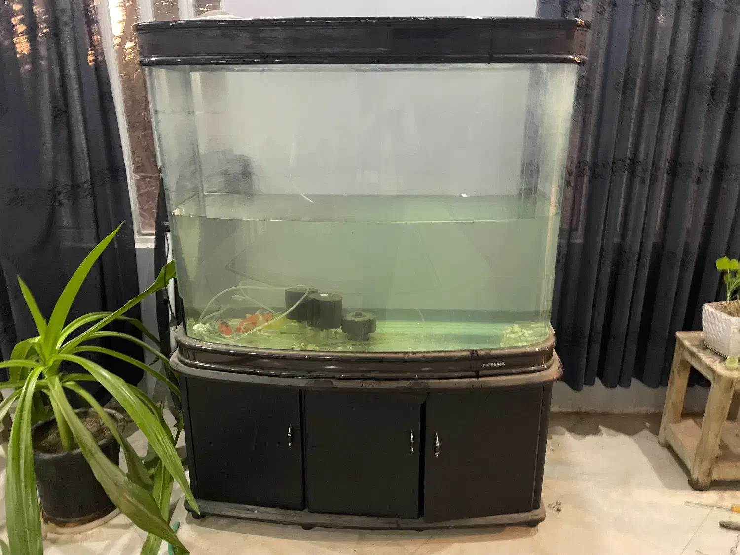 اکواریوم شیشه خم|ماهی|اصفهان, دنارت|دیوار