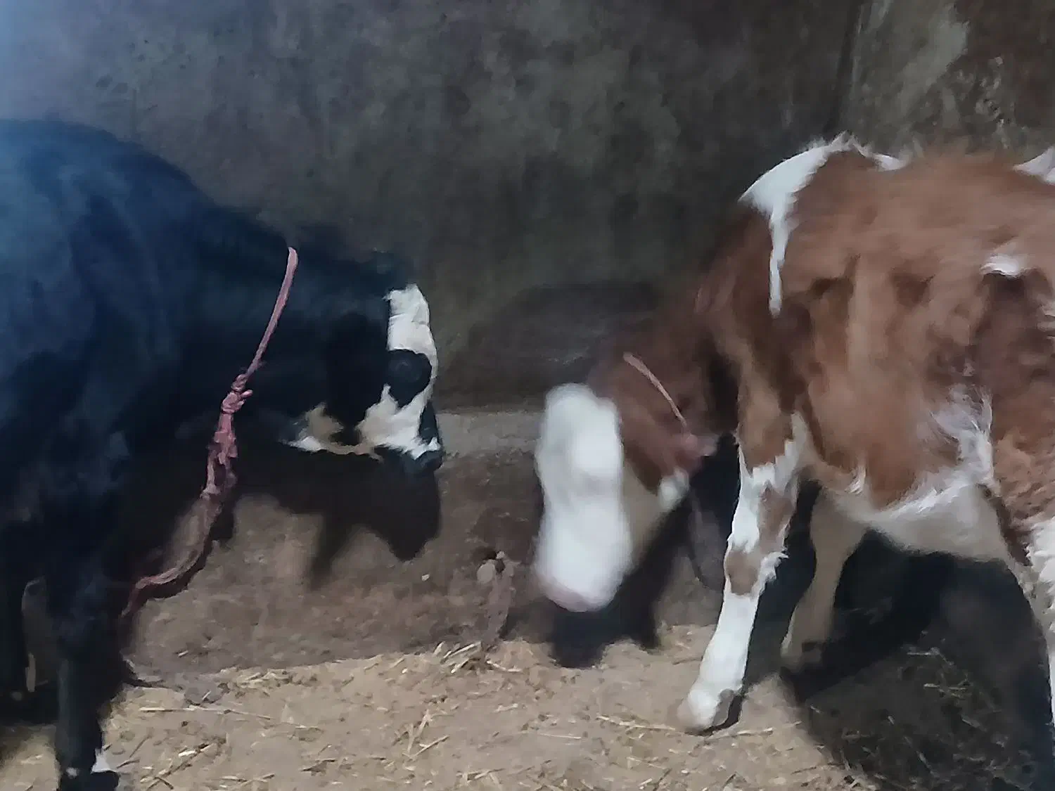 دو گوساله ماده اصل سیمینتال مونتی بیلیارد شیری گاو|حیوانات مزرعه|اردبیل, |دیوار