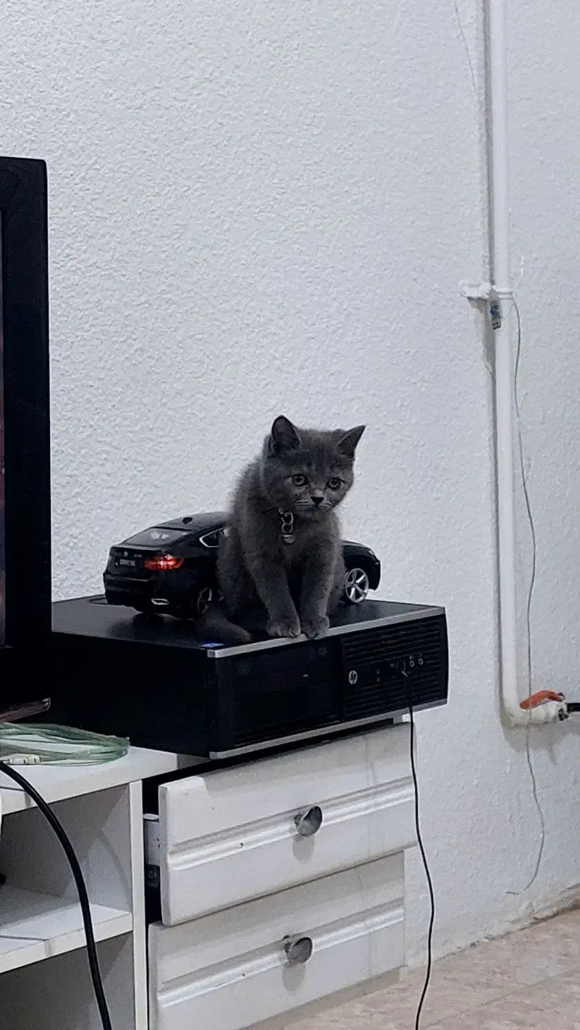 گربه طوسی اصیل|گربه|آمل, |دیوار